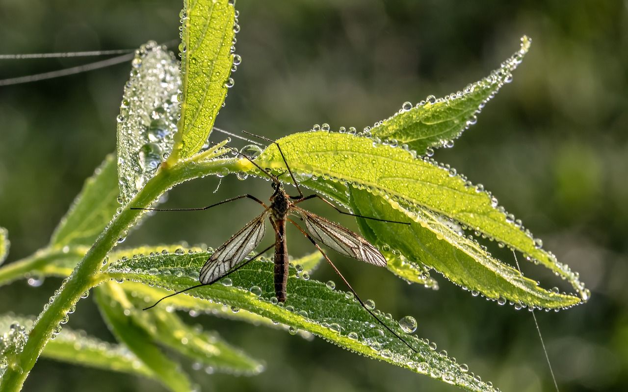 Jak szybko pozbyć się komarów z domu i ogrodu?