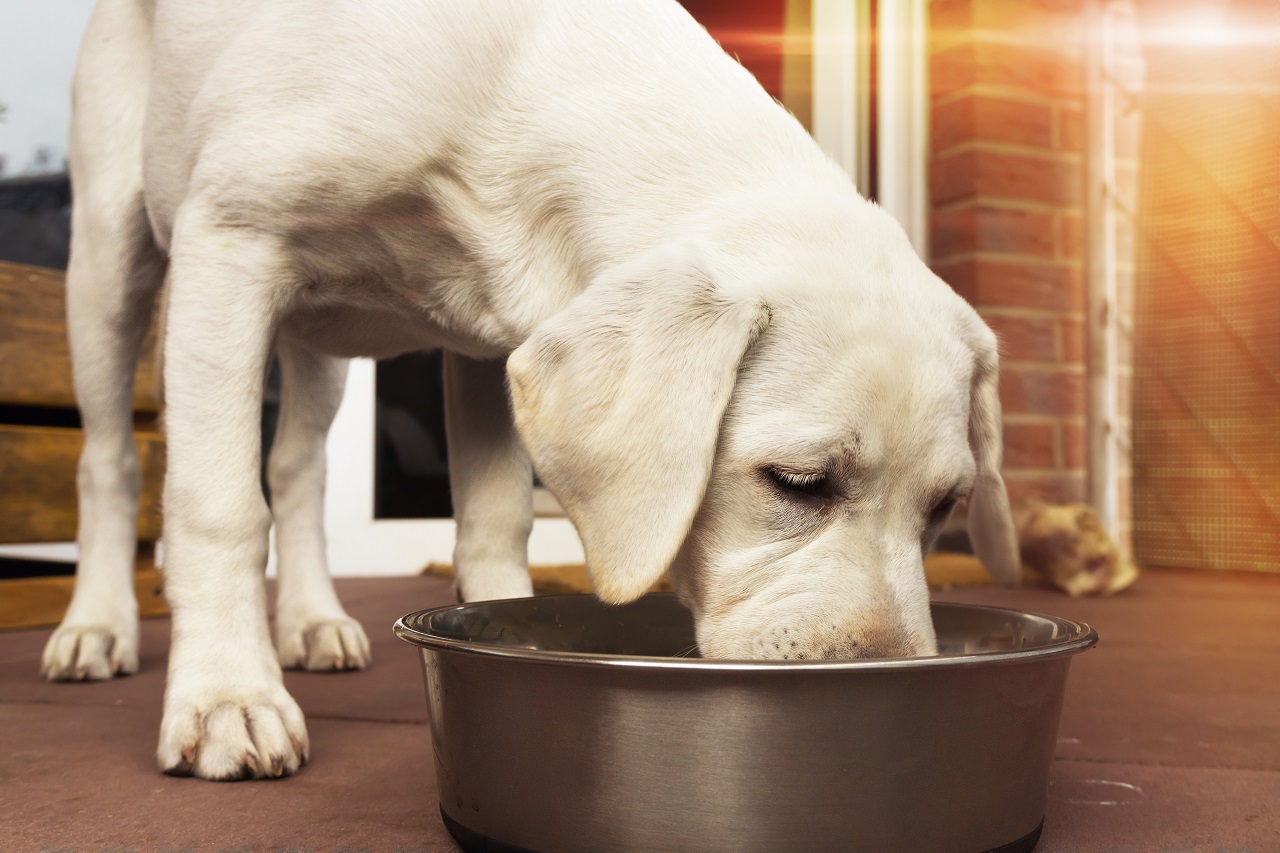 Pies alergik – jak rozpoznać alergię pokarmową u czworonoga?