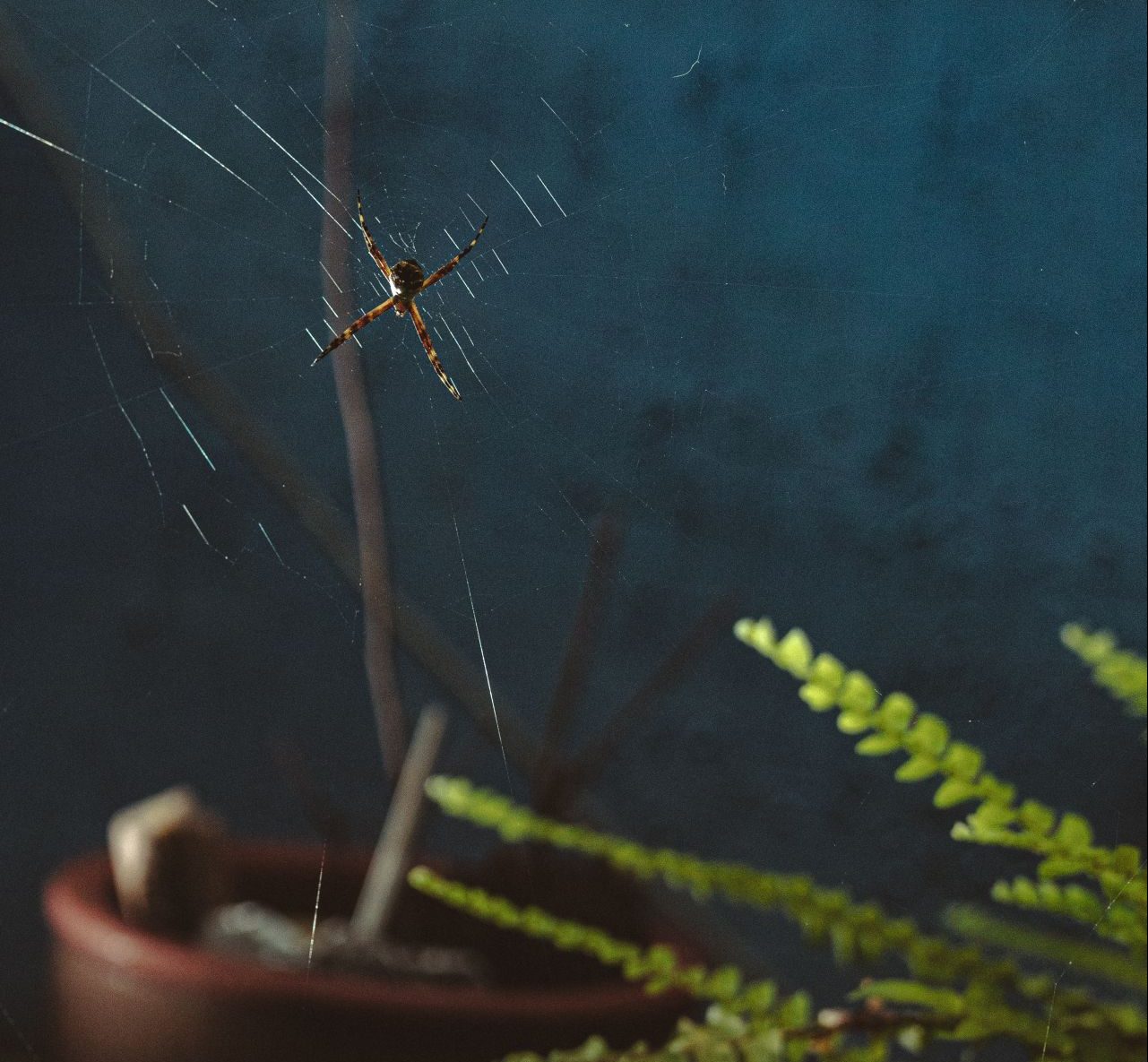 Jak sobie radzić z dużym występowaniem pająków w naszym domu?